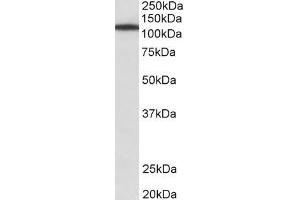 ABIN870635 (1µg/ml) staining of NIH3T3 lysate (35µg protein in RIPA buffer). (Myosin IB Antikörper  (Internal Region))
