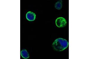 Confocal immunofluorescence analysis of HEK293 cells trasfected with extracellular MUSK (aa24-209)-hIgGFc using MUSK mouse mAb (green).