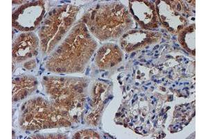 Immunohistochemical staining of paraffin-embedded Human Kidney tissue using anti-NUBPL mouse monoclonal antibody. (NUBPL Antikörper  (AA 1-250))