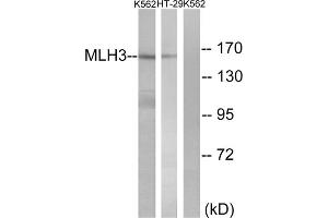 Western blot analysis of extracts from K562 cells and HT-29 cells, using MLH3 antibody. (MLH3 Antikörper  (Internal Region))