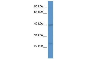 Western Blot showing ASNA1 antibody used at a concentration of 1. (ASNA1 Antikörper  (C-Term))