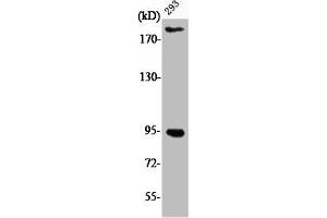 Western Blotting (WB) image for anti-Insulin-Like Growth Factor 1 Receptor (IGF1R) (pTyr1161) antibody (ABIN7181655)
