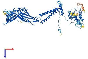P2RX7 Protein (AA 1-595) (His tag)