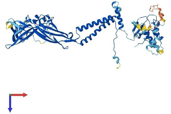 P2RX7 Protein (AA 1-595) (His tag)