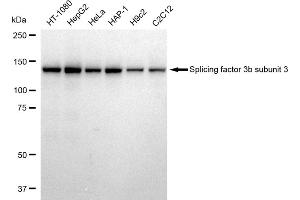 Western blotting analysis using Splicing factor 3b subunit 3 antibody (ABIN7800425). (Rekombinanter Splicing Factor 3B (Subunit 3) Antikörper)