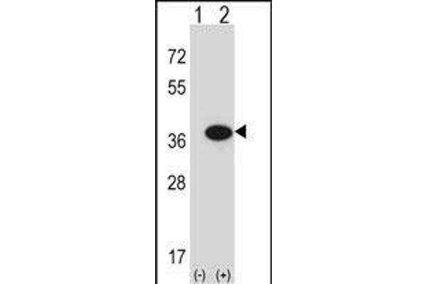 GMPR antibody  (C-Term)