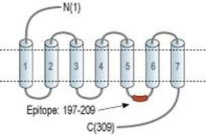 Representative domain view of the target of ABIN7885128.