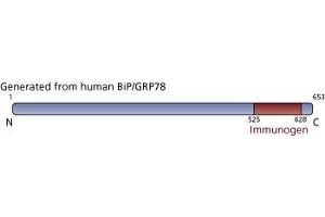 Image no. 1 for anti-Heat Shock 70kDa Protein 5 (Glucose-Regulated Protein, 78kDa) (HSPA5) (AA 525-628) antibody (ABIN968291) (GRP78 Antikörper  (AA 525-628))