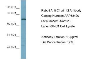 WB Suggested Anti-C1orf142  Antibody Titration: 0. (SNAP47 Antikörper  (Middle Region))