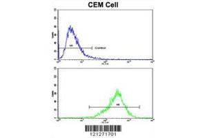 Flow cytometric analysis of CEM cells using TGM4 Antibody (bottom histogram) compared to a negative control cell (top histogram). (TGM4 Antikörper  (AA 135-164))