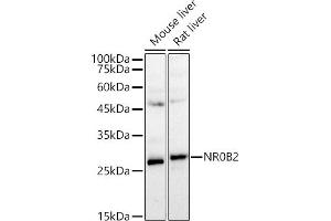 Western blot analysis of extracts of various cell lines, using NR0B2 antibody (ABIN7269008) at 1:979 dilution.