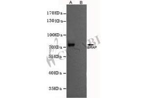 Western blot analysis of extracts from CHO-K1 cells, transfected with a human pFLAG-CMV2-BRAP construct (A) or transfected with a human pFLAG-CMV2 construct (B), using BRAP antibody (1:1000 diluted). (BRAP Antikörper)