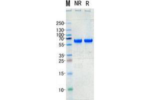 Validation with Western Blot (IL27 Protein)