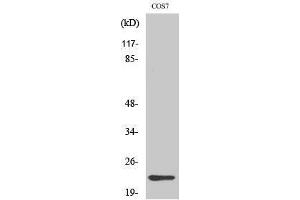 Western Blotting (WB) image for anti-Cerebellin 4 Precursor (CBLN4) (C-Term) antibody (ABIN3183872)