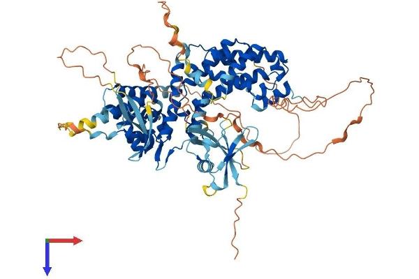 RGL3 Protein (AA 1-710) (His tag)