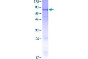 GABRB2 Protein (AA 1-474) (GST tag)