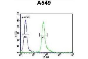 TAGAP Antibody (Center) flow cytometric analysis of A549 cells (right histogram) compared to a negative control cell (left histogram). (TAGAP Antikörper  (Middle Region))