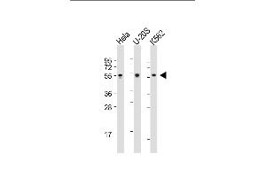 All lanes : Anti-AIRE Antibody (Center) at 1:2000 dilution Lane 1: Hela whole cell lysate Lane 2: U-20S whole cell lysate Lane 3: K562 whole cell lysate Lysates/proteins at 20 μg per lane. (AIRE Antikörper  (AA 64-92))