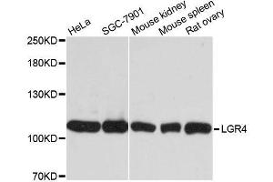 Western blot analysis of extracts of various cell lines, using LGR4 antibody. (LGR4 Antikörper  (AA 320-540))