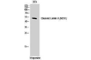 Western Blotting (WB) image for anti-Lamin A/C (LMNA) (Asn231), (cleaved) antibody (ABIN3181810) (Lamin A/C Antikörper  (Asn231, cleaved))