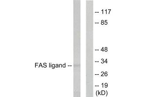 Western blot analysis of extracts from 293 cellls, using FAS ligand antibody. (FASL Antikörper  (Internal Region))