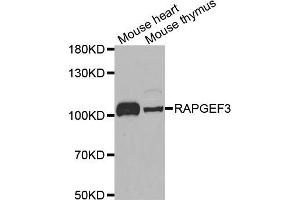 Western blot analysis of extracts of various cell lines, using RAPGEF3 antibody (ABIN5971225) at 1/1000 dilution.