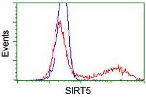 Image no. 2 for anti-Sirtuin 5 (SIRT5) antibody (ABIN1500934) (SIRT5 Antikörper)