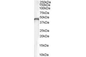 Western Blotting (WB) image for anti-Creatine Kinase, Brain (CKB) (AA 101-114) antibody (ABIN296835) (CKB Antikörper  (AA 101-114))