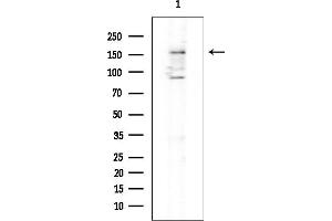 anti-Vpr (HIV-1) Binding Protein (VPRBP) (N-Term) antibody