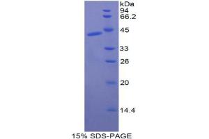 SDS-PAGE analysis of Dog CKM Protein. (CKM Protein)