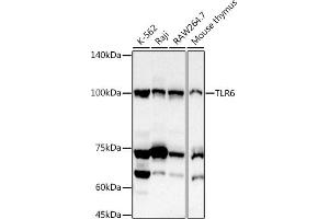 Western blot analysis of extracts of various cell lines, using TLR6 antibody (ABIN7270847) at 1:1000 dilution.