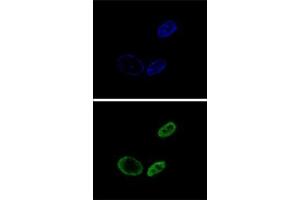 Confocal immunofluorescent analysis of NR0B2 Antibody (Center)(Cat#AP52928PU-N) with HepG2 cell followed by Alexa Fluor® 488-conjugated goat anti-rabbit lgG (green). (NR0B2 Antikörper  (Middle Region))