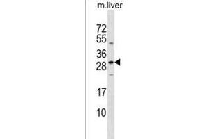 SOST Antibody (N-term) (ABIN1539331 and ABIN2849012) western blot analysis in mouse liver tissue lysates (35 μg/lane). (Sclerostin Antikörper  (N-Term))
