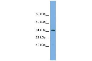 MRPS6 antibody used at 1 ug/ml to detect target protein. (MRPS6 Antikörper  (Middle Region))