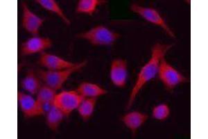 Immunofluorescence (IF) image for anti-Cyclin-Dependent Kinase 1 (CDK1) antibody (ABIN2666269) (CDK1 Antikörper)