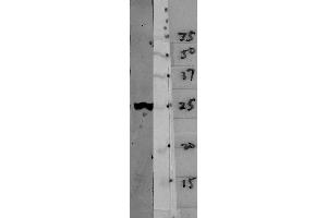 Blots of crude HeLa cell homogenate blotted with ABIN1580407 (left lane) and various molecular weight standards (right lane- numbers indicate apparent SDS-PAGE molecular weight in kDa). (14-3-3 eta Antikörper)