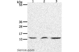 Western blot analysis of Mouse lung and thymus tissue, human fetal muscle tissue, using CCL17 Polyclonal Antibody at dilution of 1:1300 (CCL17 Antikörper)