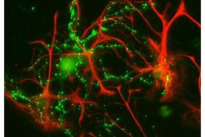 Indirect immunofluorescence labeling of cultured rat astrocytes and hippocampus neurons with anti-GFAP (red; dilution 1 : 1000) and anti-synaptophysin (green; cat. (GFAP Antikörper)