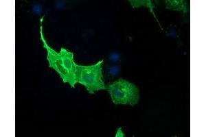 Anti-PDE2A mouse monoclonal antibody (ABIN2454426) immunofluorescent staining of COS7 cells transiently transfected by pCMV6-ENTRY PDE2A (RC207219). (PDE2A Antikörper)