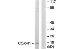 Western blot analysis of extracts from A549 cells, using COX41 Antibody. (COX IV Antikörper  (AA 11-60))