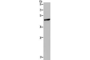 Western Blotting (WB) image for anti-Homer Homolog 1 (HOMER1) antibody (ABIN2430237) (HOMER1 Antikörper)
