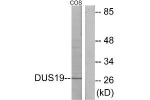 Western Blotting (WB) image for anti-Dual Specificity Phosphatase 19 (DUSP19) (Internal Region) antibody (ABIN1849828) (DUSP19 Antikörper  (Internal Region))