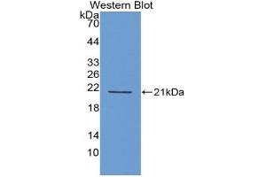 Western blot analysis of recombinant Human IFNa4. (IFNA4 Antikörper  (AA 26-186))