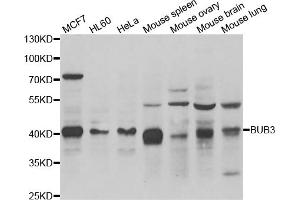 Western blot analysis of extracts of various cell lines, using BUB3 antibody. (BUB3 Antikörper)