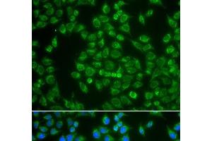 Immunofluorescence analysis of A549 cells using MAP4K3 Polyclonal Antibody (MAP4K3 Antikörper)