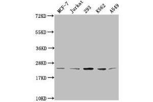 Western Blot Positive WB detected in: MCF-7 whole cell lysate, Jurkat whole cell lysate, 293 whole cell lysate, K562 whole cell lysate, A549 whole cell lysate All lanes: HIST1H1C antibody at 1:2000 Secondary Goat polyclonal to rabbit IgG at 1/40000 dilution Predicted band size: 22 kDa Observed band size: 22 kDa (HIST1H1C Antikörper  (meLys96))