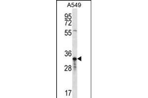 OR4F5 Antibody (N-term) (ABIN656254 and ABIN2845570) western blot analysis in A549 cell line lysates (35 μg/lane). (OR4F5 Antikörper  (N-Term))