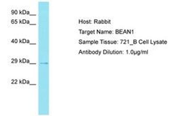 BEAN1 Antikörper  (AA 163-212)