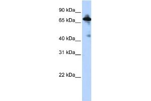 WB Suggested Anti-SLC9A8 Antibody Titration:  0. (NHE8 Antikörper  (Middle Region))