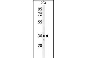 Western blot analysis of CCR1 Antibody (N-term) (ABIN651052 and ABIN2840048) in 293 cell line lysates (35 μg/lane). (CCR1 Antikörper  (N-Term))